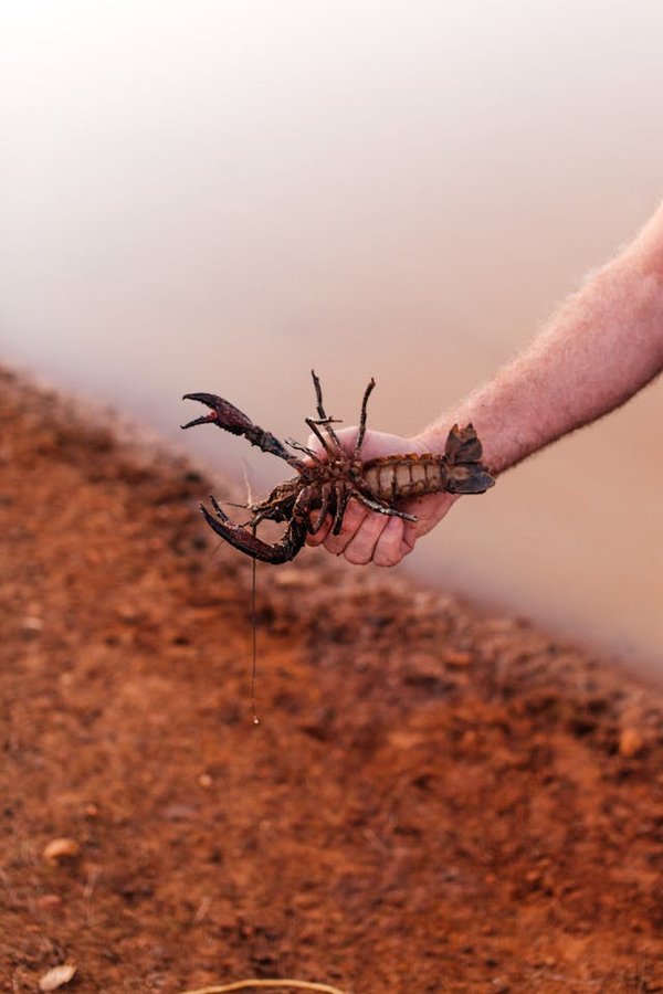 Où découvrir les traditions de la pêche à la langouste en Australie?